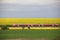 Red train moving on railway in rapeseed field