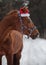 Red trakehner stallion in red cap and halter