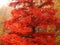 Red tree in autumn