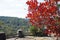 Red tree in autumn