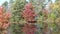 Red tree in fall colors reflected in a pond in new hampshire