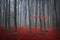 Red tree in a foggy autumn forest