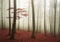 Red tree in the fogy forest