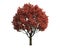 Red Tree isolated on a white background