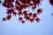 Red tree leaves in autumn in the nature