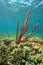Red tree sponge underwater in Caribbean coral reef