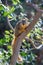 Red Tree Squirrel in Balboa Park