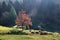 Red tree in Urkiola Natural Park, Basque Country