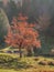 Red tree in Urkiola Natural Park, Basque Country