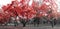 Red trees in a surreal black and white forest landscape scene in Central Park, New York City