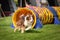 Red tricolor Border collie in agility tunel. Amazing day on czech agility competition in town Ratenice it was competition only for