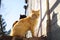 Red and tricolor cats are sitting in a sunny yard near the door and waiting for the owner.