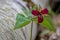 Red Trillium Blossoms Beside A Fallen Tree