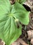 Red Trillium Bud on a Green Leaf