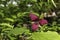 Red trillium flower