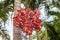 Red tropical berries Fruit of the Christmas Palm Manila Palm -Adonidia Merrillii