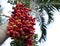 Red tropical berries -Fruit of the Christmas Palm (Manila Palm -Adonidia Merrillii)