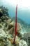 Red tropical erect rope sponge, utila, honduras