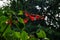 Red tropical flower at Asa Wright Nature Centre In Trinidad and Tobago