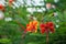 Red tropical flower Caesalpinia pulcherrima