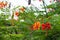 Red tropical flower Caesalpinia pulcherrima