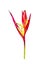 Red tropical flower heliconia on white