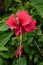 Red tropical flower with a huge pistil