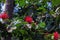 Red tropical flower. Red Powder Puff flowers with Scientific name Calliandra haematocephala, at the botanical garden. tropical