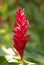 Red tropical ginger flower