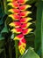 Red tropical heliconia flower blossom