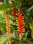 Red tropical heliconia flower blossom