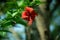 Red tropical Hibiscus flower, Brilliant or San Diego Red