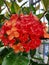 Red tropical ixora bloom