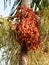 Red tropical palm fruit