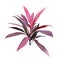 Red tropical plant. Cordyline fruticosa, Asparagus family, cabba