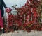 Red trousers and red leaves of plants