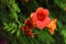 Red trumpet flowers campsis with leaves