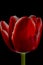 Red tulip