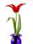 Red tulip