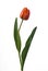 Red tulip