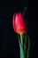Red Tulip against a black background