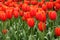 Red tulip background