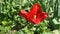 Red tulip in the background of green grass sway in the wind