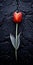 Red Tulip On Black: Gloomy Metropolis Style Tabletop Photography