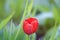 Red Tulip blossoms in spring garden