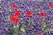 Red tulip in blue grape hyacinth feild