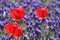 Red tulip in blue grape hyacinth feild