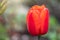 Red tulip with blurry background in sunset