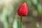 Red tulip with blurry background in sunset