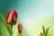 A red tulip on a blurry soft blue-green background. Beautiful spring tulip flower in the early morning.Spring pattern, a magical c